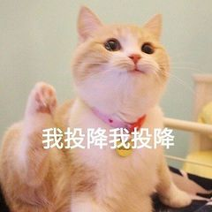 求一张可爱的举手投降的图片表情包