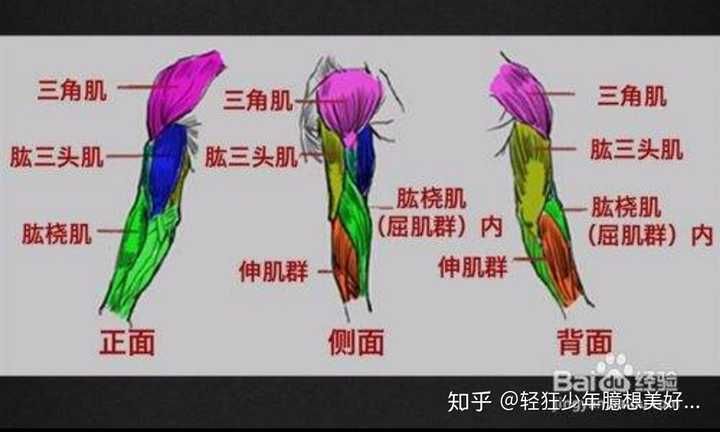 这是手臂肌肉的解剖图.