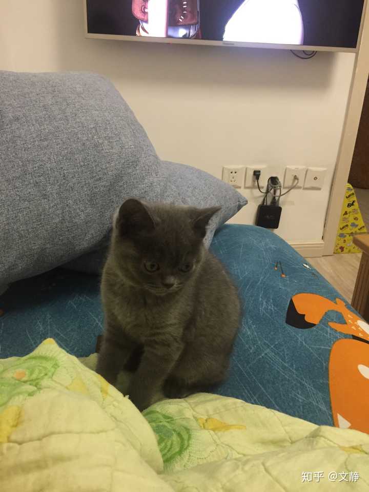 请问我家蓝猫四个月脸那么尖正常吗?身上好多竖起来的