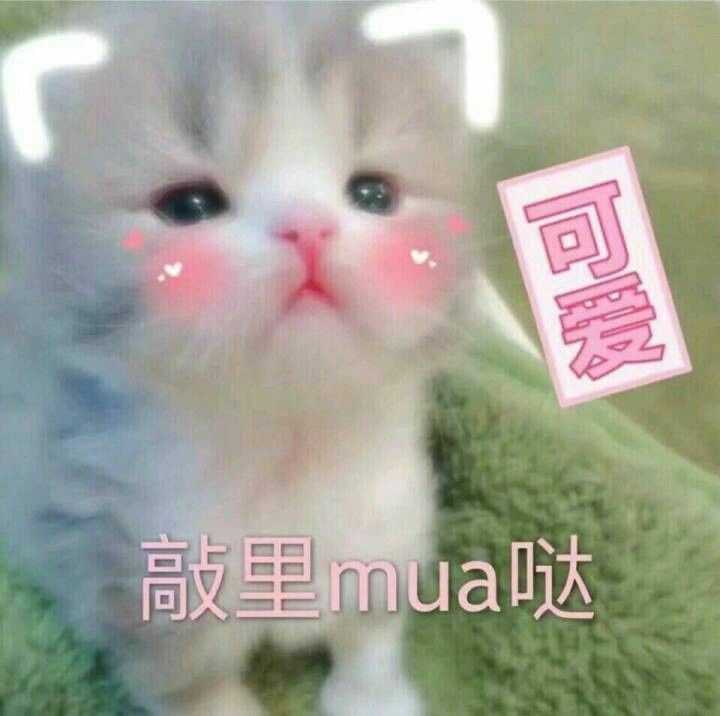 可怂可傲娇