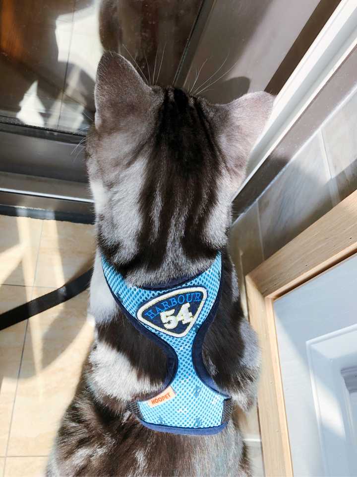 猫真的养不熟吗?