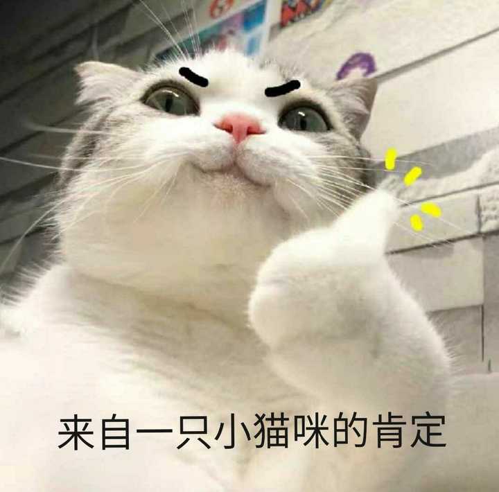 有什么特别可爱猫猫的动态图或表情包吗?