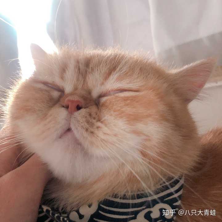 猫的脸可以圆到什么程度?