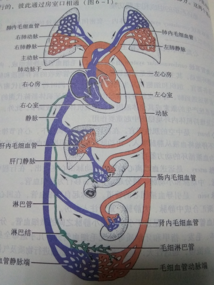 人体的循环系统由体循环和肺循环两部分组成,这两个循环是 同步进行的