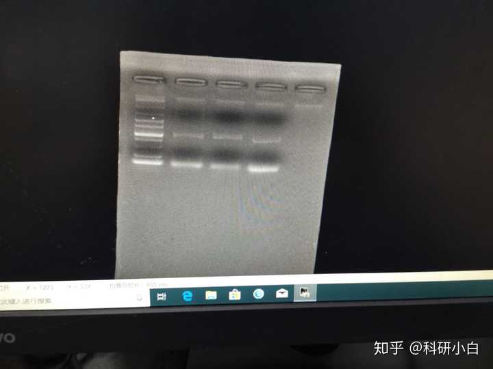 10000的marker的电泳图,dnamarker5000电泳图 这个是当时菌液pcr的电泳图,10000的marker,目的基因大概1000左右