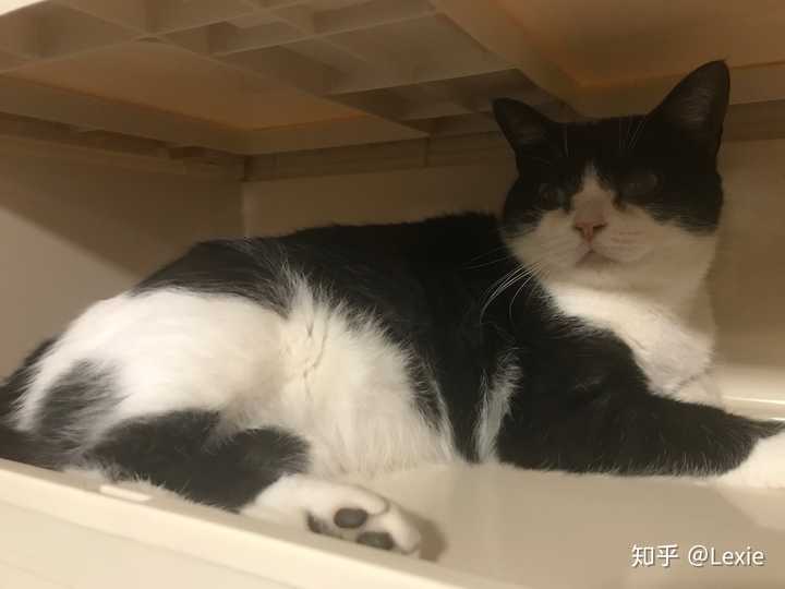 美短其实很常见,但是烟黑加白是稀有色,国内基本没有人繁育这个色.
