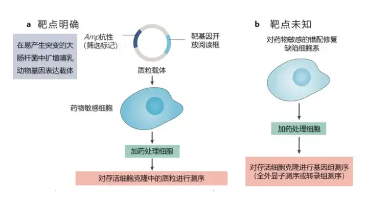 靶向治疗是现在治疗癌症的最好手段吗?它有什么优点和