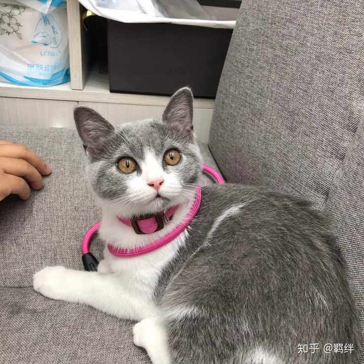 一只品相好的英短蓝白是什么样子的