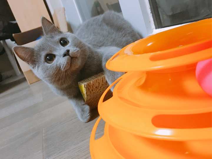 养一只英短蓝猫是什么体验?