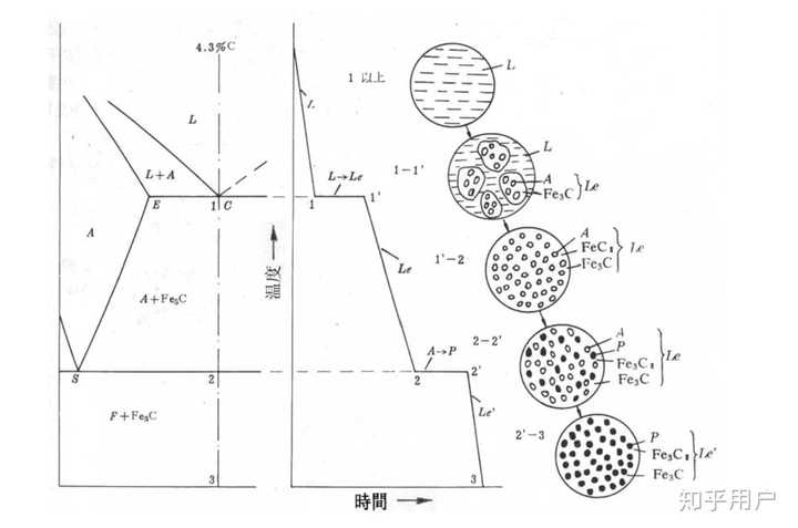 共晶白口铸铁,冷却曲线和平衡凝固过程示意图