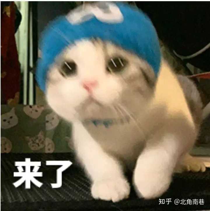 有这样的猫表情包的动图吗?