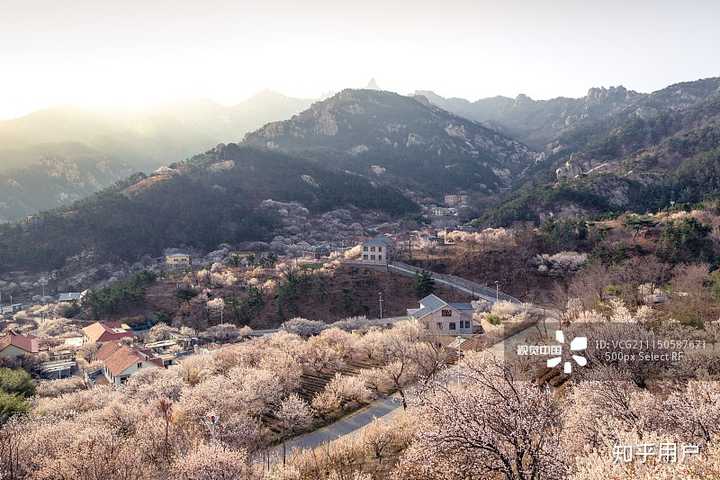崂山樱花&梨海