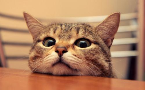 把被猫抓的血痕给猫看,它会不会表现出愧疚?