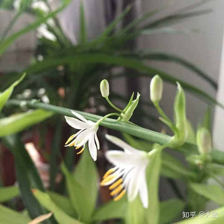 然后还在网上搜索过吊兰开花的寓意.哈哈哈.虽然我不太信风水