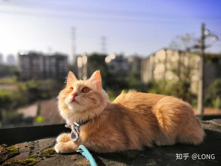 我家是串串猫,橘猫和长毛猫串的,别人家抱回来的.