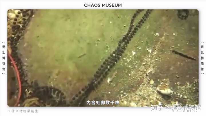 自然界生物中有哪些奇特的繁殖方式?