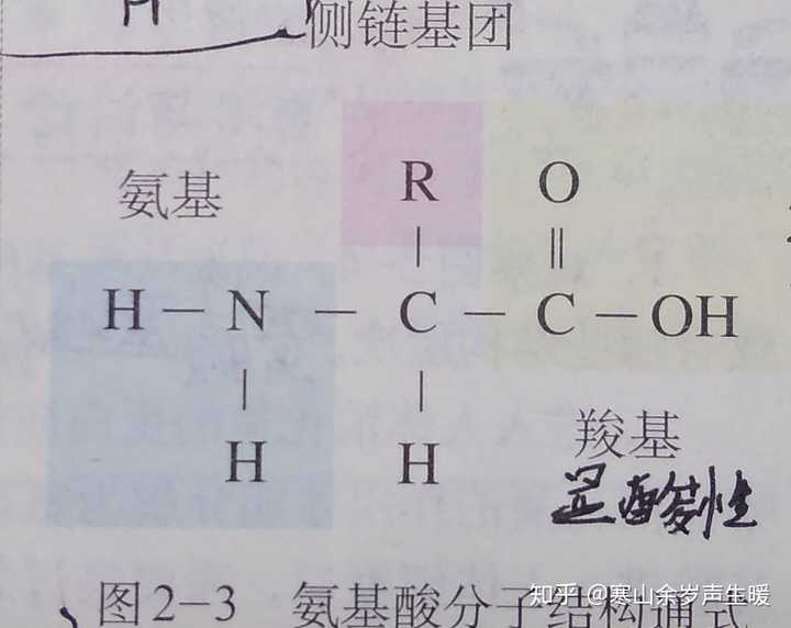 以上为氨基酸的分子结构