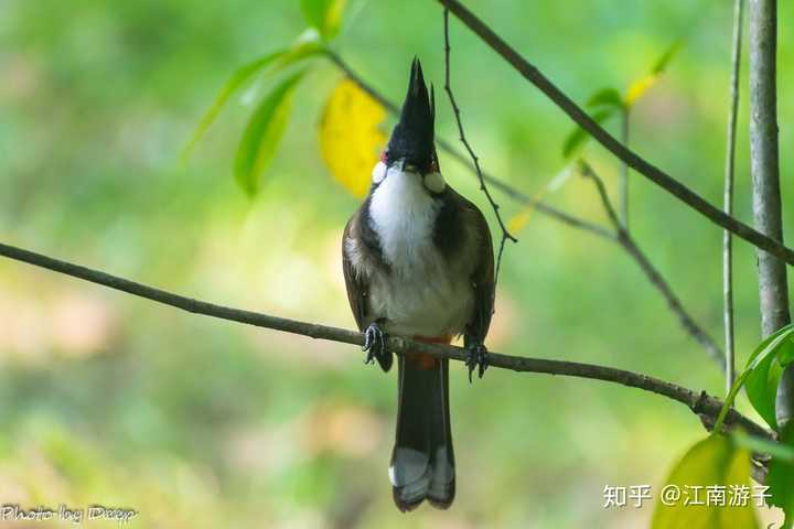 你为什么对鸟类情有独钟?