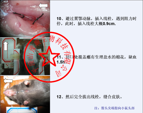 全国哪里有线栓,栓线,mcao,局灶脑缺血,大鼠,小鼠模型