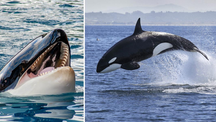鲸鱼鲨鱼和海豚有什么明显的区别让人一看就分辨的出来