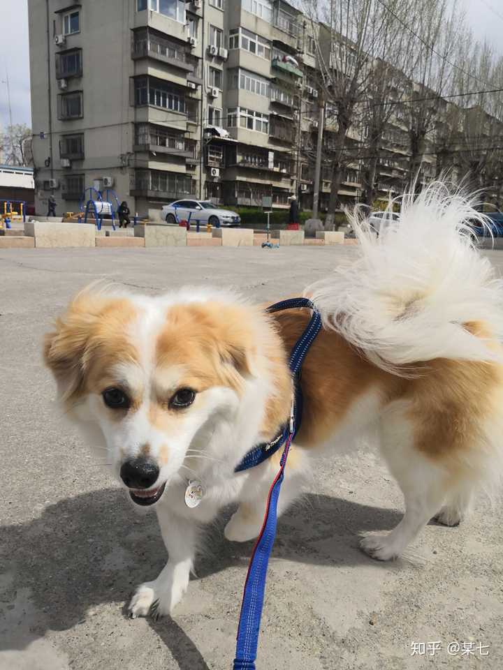 我家这位报的混血柯基