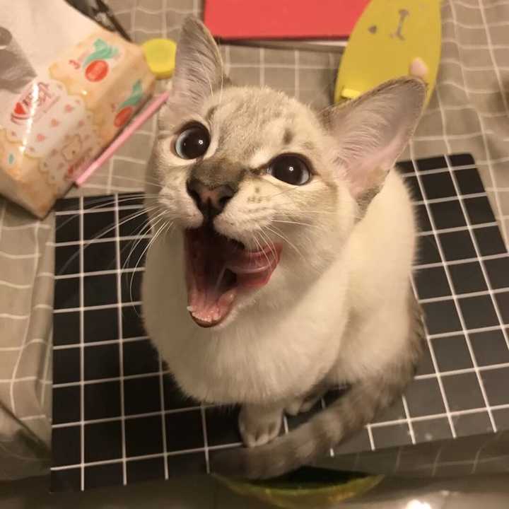 新手喵妈的苦恼,猫咪晚上不好好睡觉,太过活泼怎么办?