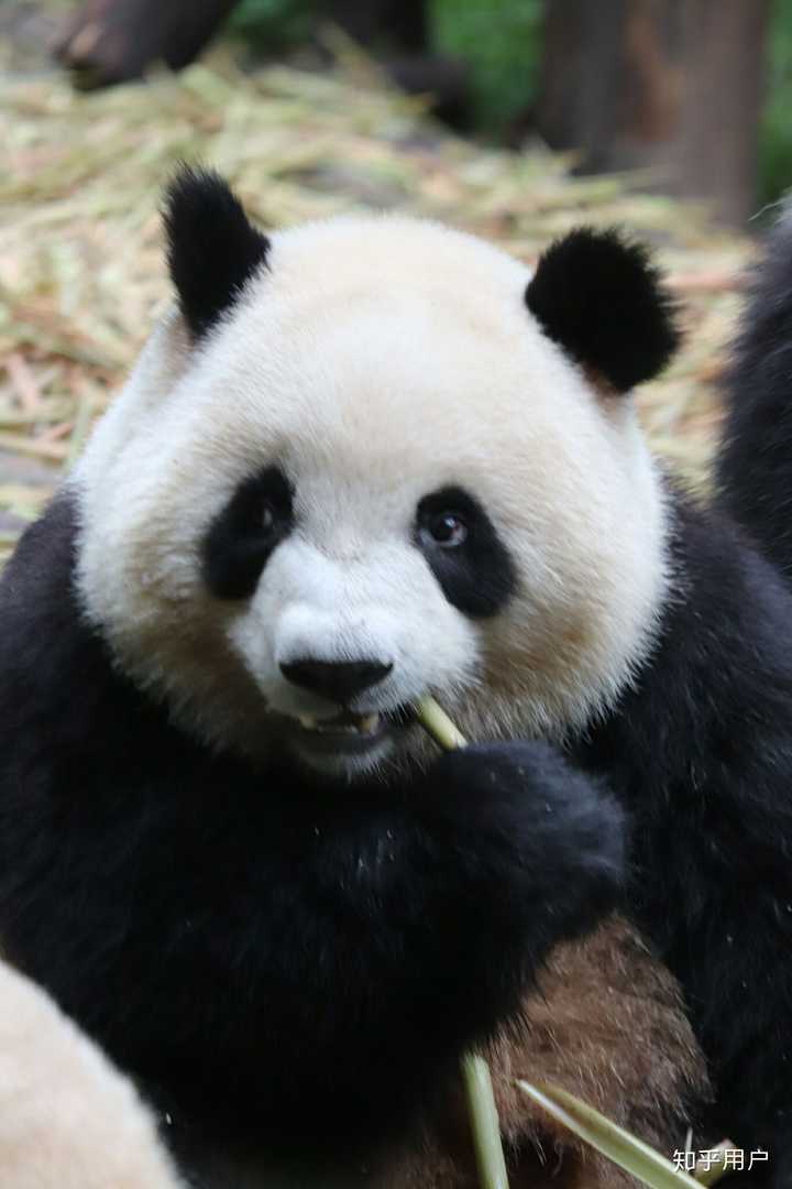 希望大家多去现场看看,真的看完之后只有感慨是不是只有大熊猫的颜值