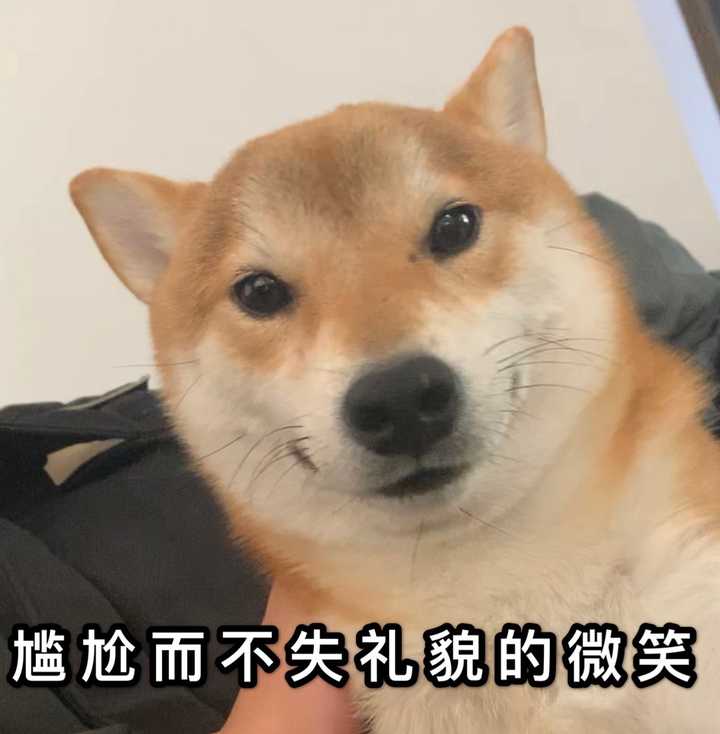 柴犬有多可爱?