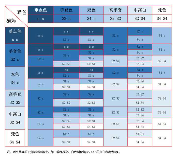 布偶猫的颜色分海豹,山猫纹,重点色,还有什么?他们分别怎么定义?