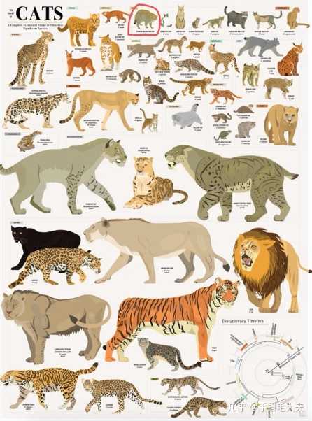 如何看待三江源野生动物荒漠猫数量仅剩不到1万只,保护生物多样性有多
