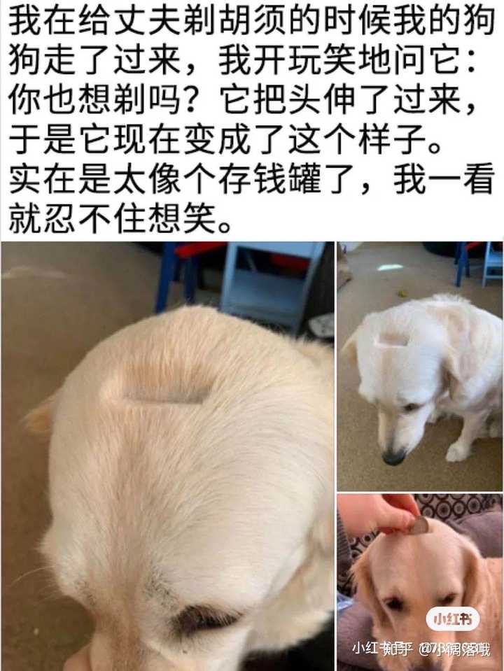 有哪些让人笑到肚子疼的搞笑图片?