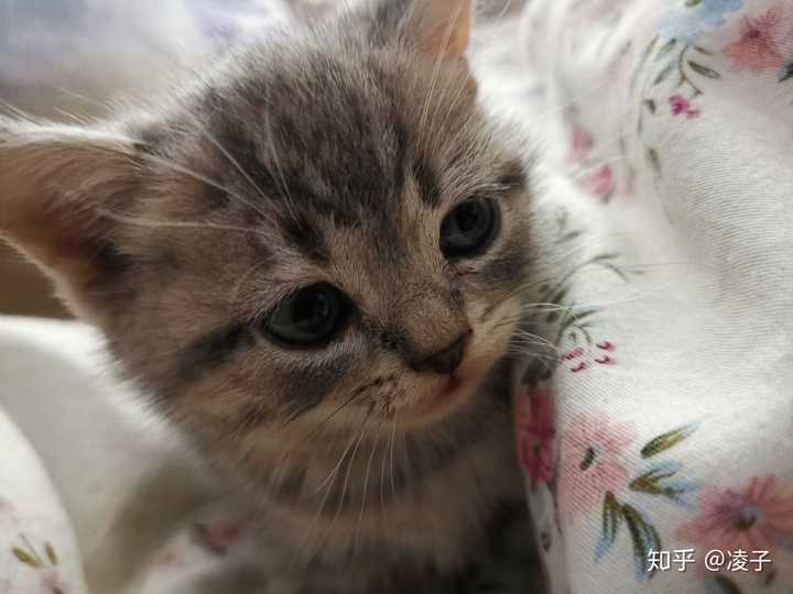 新来家一个星期的猫咪,帮忙看看有多大.