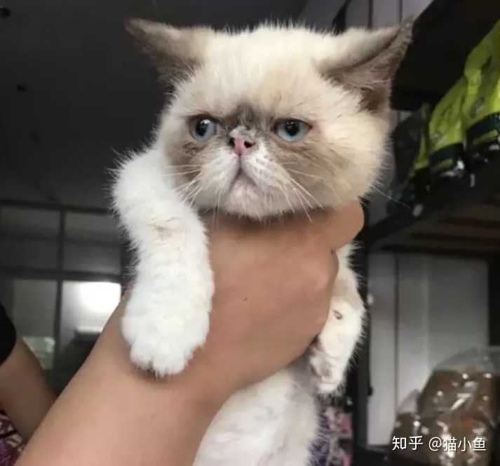 养一只很丑的布偶猫是种什么样的体验?