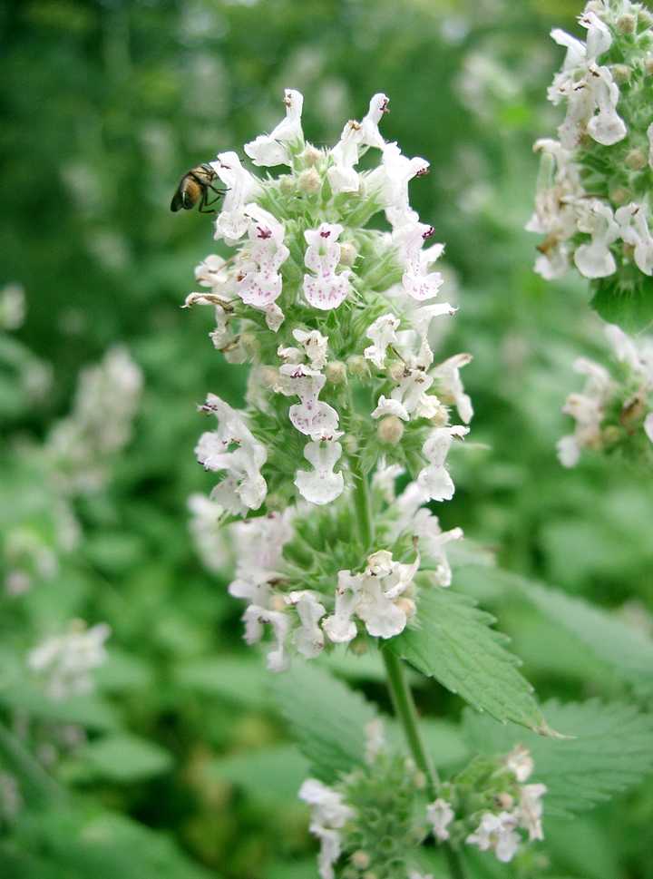 (以上整理自wiki等网站 几种欧美相对较常见的荆芥/猫薄荷 01.