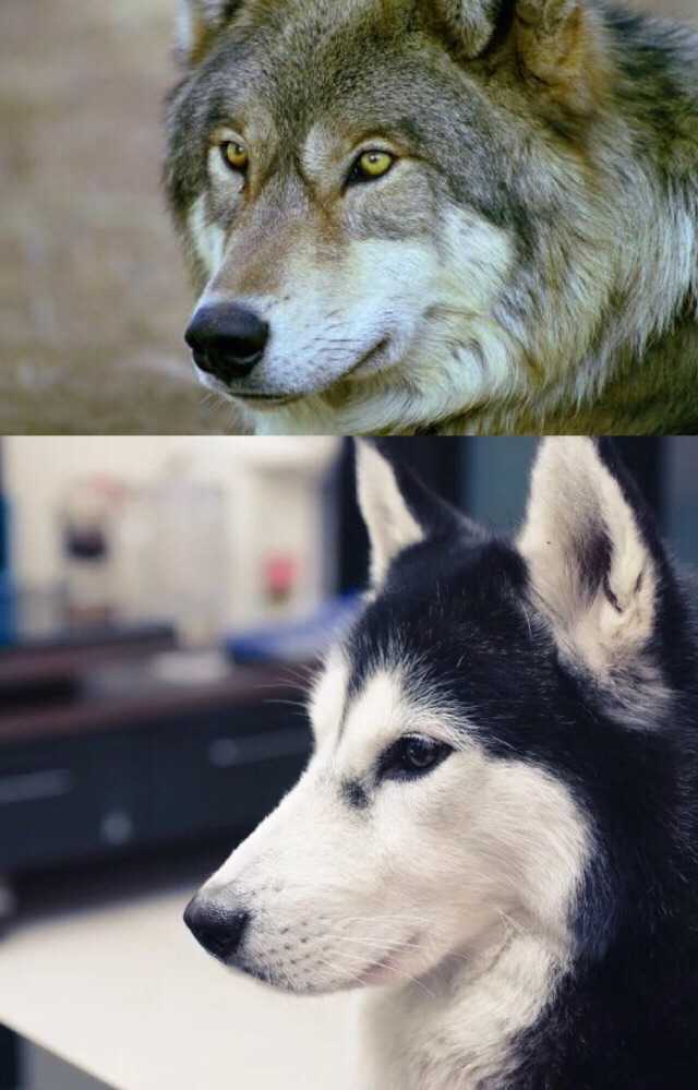 哈士奇和狼有多大区别?