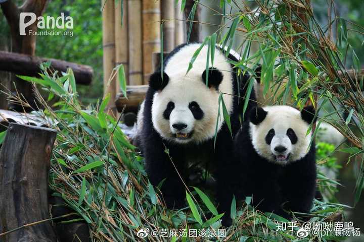 有没有喜欢熊猫的朋友,为我介绍一下可爱的熊猫?