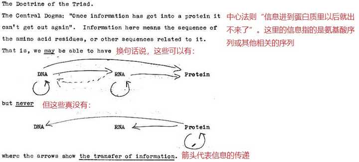 为什么克里克在提出中心法则的时候就那么肯定脱氧核糖核酸(dna)只能