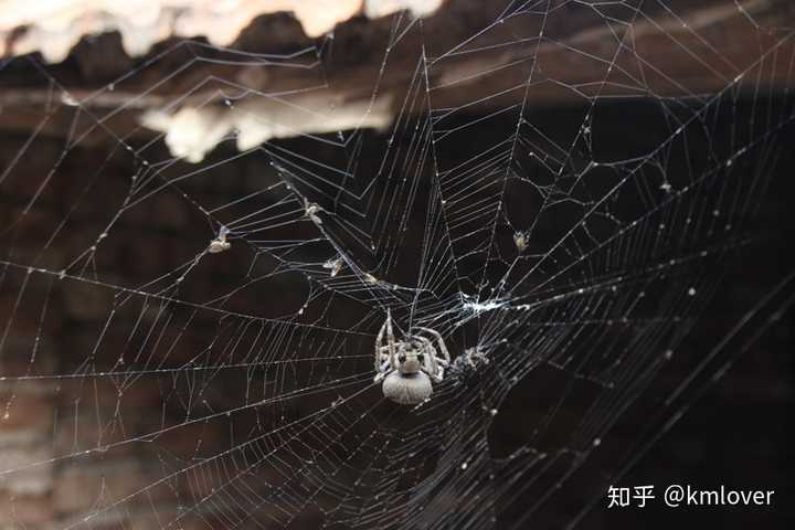 下雨天在路边捡到蜘蛛是什么鬼?