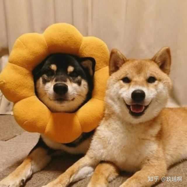 有哪些萌宠情侣头像?