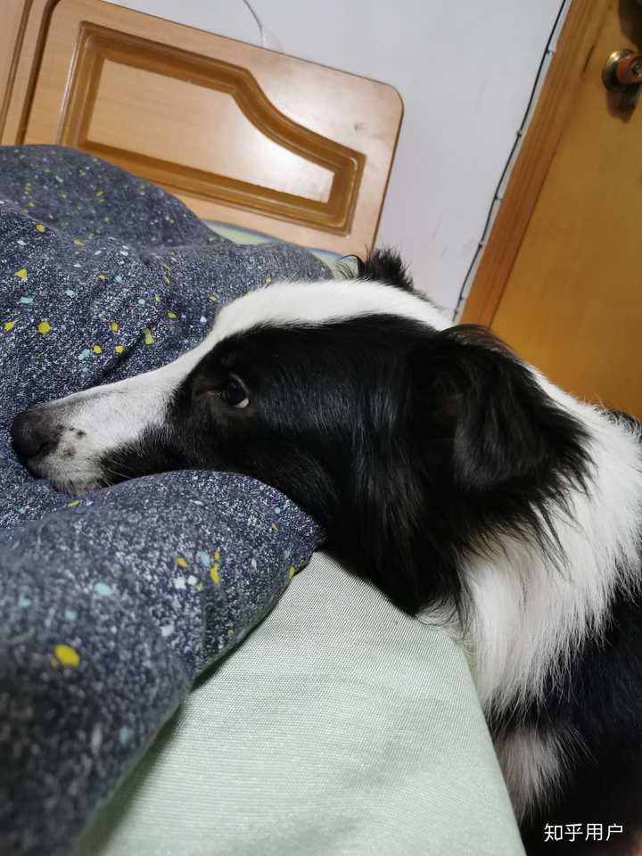 是边牧吗 我朋友说是杂交的 说他嘴巴太长了不好看 说
