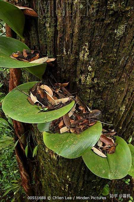 婆罗洲的一种石豆兰bulbophyllum beccarii,漏斗形的叶片可以截留落叶
