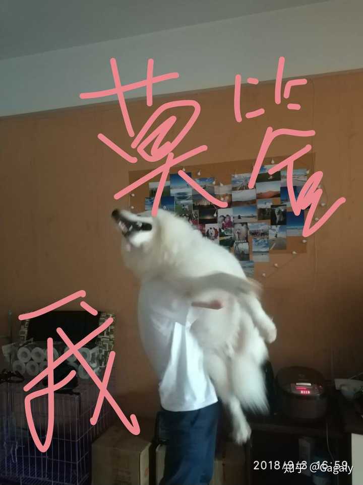 我牵着累死啦