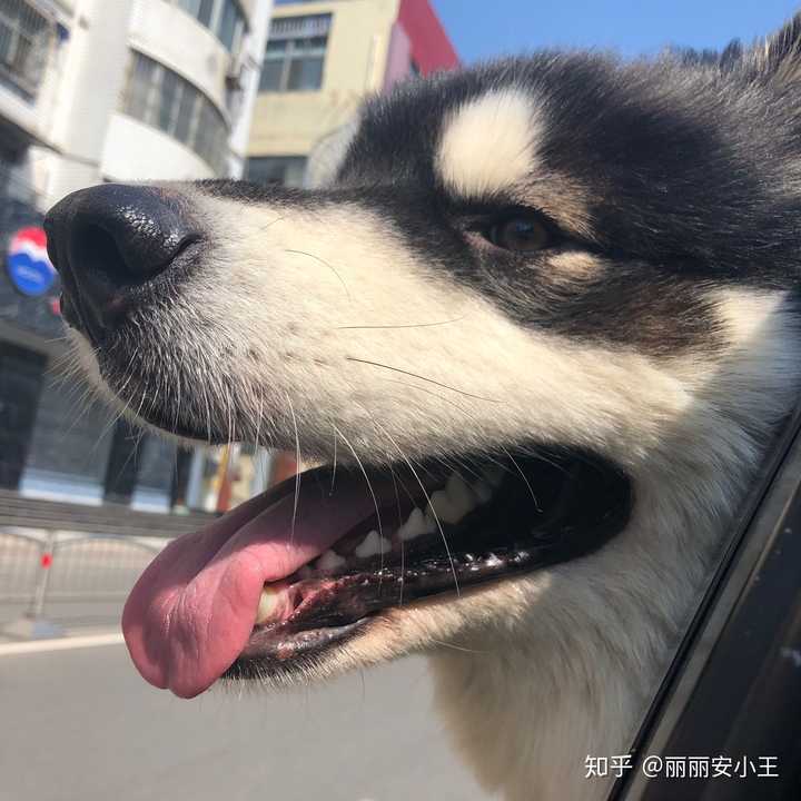 为什么狗狗坐在车上,基本上都会喜欢对着窗子吹风呢?