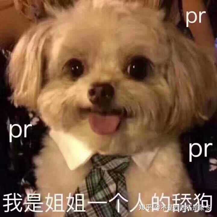 有什么关于pr的表情包?