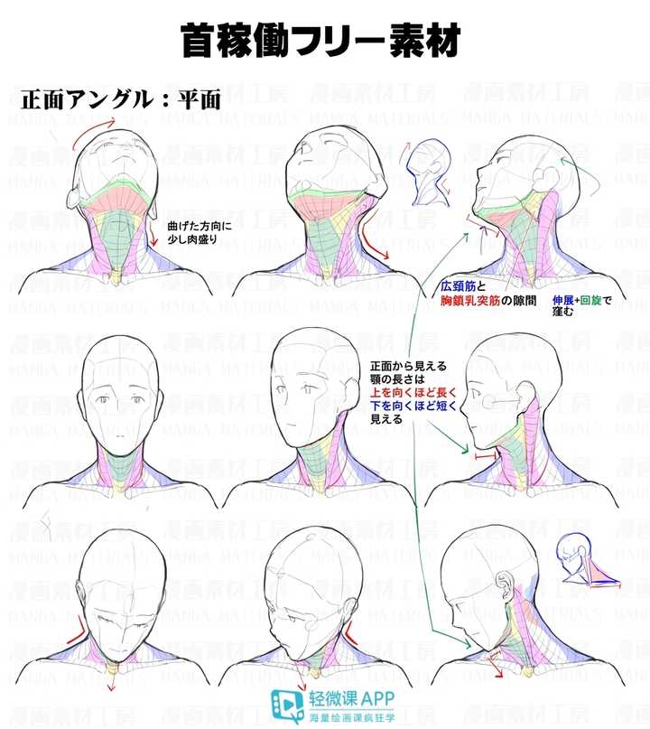 如何画好头颈肩的关系?