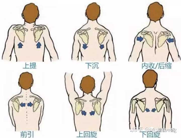 体态 刚才说,翼状肩胛最突出的特点就是上肢肌力失衡,而肌力失衡的