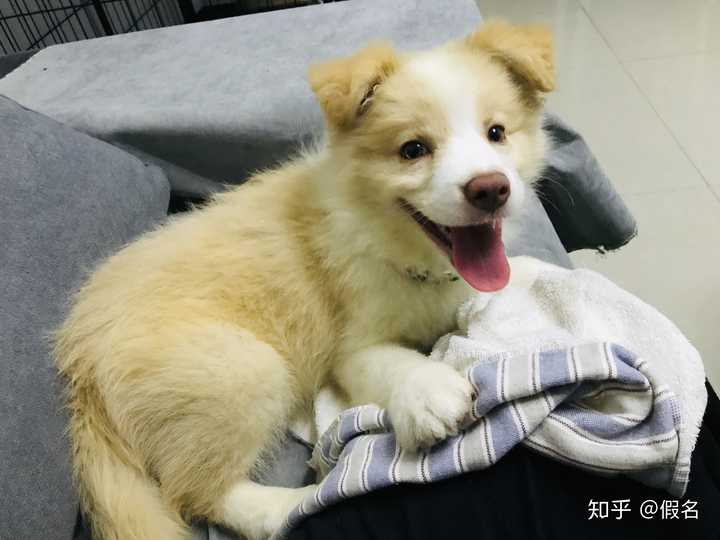 你觉得黄白边牧和陨石边牧哪个漂亮咧