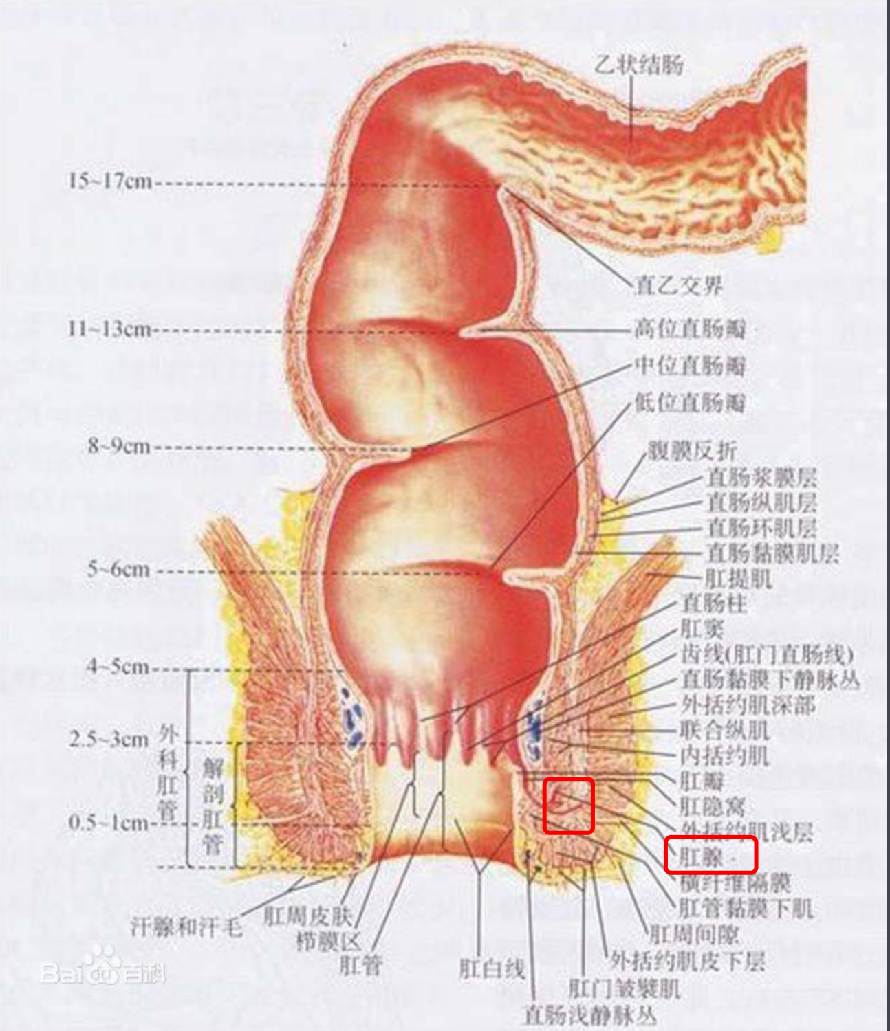  p>从下图可以看到,人也是有肛门腺的,由于直立行走,肛窦(肛隐窝)里