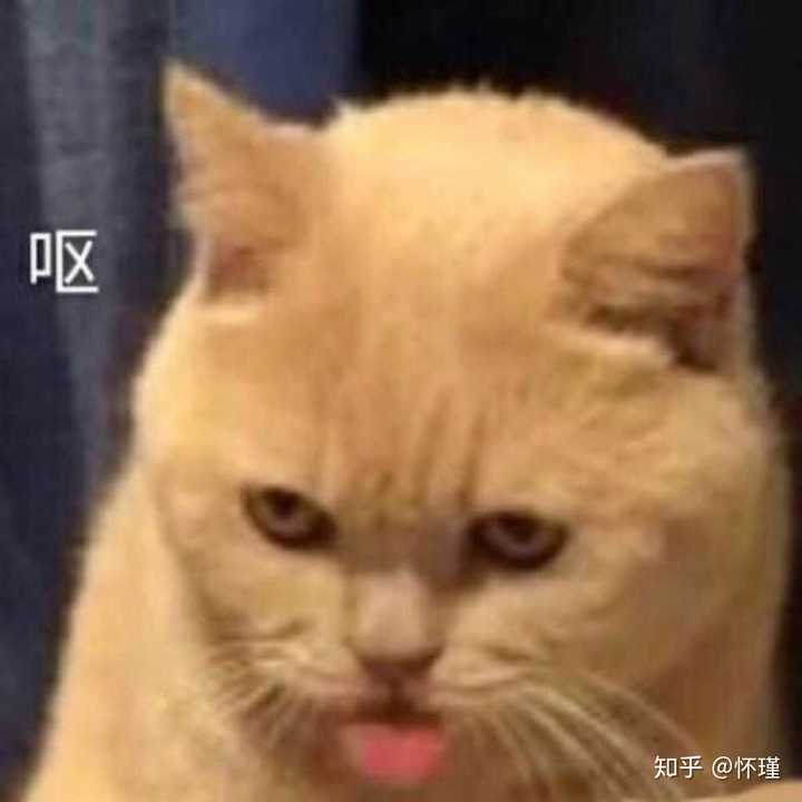 各位小伙伴有没有暗中观察橘猫的表情或者头像?