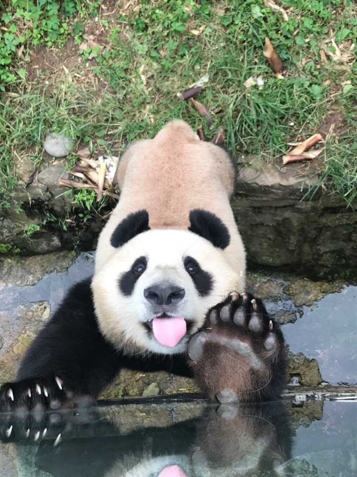 你有哪些珍藏的大熊猫小时候的照片或动图?